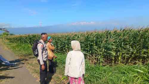 IMG-20260712-WA0088 Polsek Sumberasih Optimalkan Pembinaan Petani Jagung untuk Tingkatkan Produksi Pangan Nasional