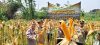 Wakapolsek Cikupa Hadiri Panen Jagung Program 1 Desa 2 Hektar di Pasir Jaya, Perkuat Ketahanan Pangan Nasional