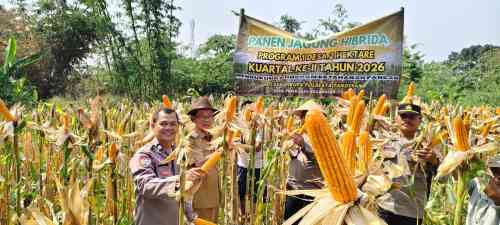 IMG-20260713-WA0111 Wakapolsek Cikupa Hadiri Panen Jagung Program 1 Desa 2 Hektar di Pasir Jaya, Perkuat Ketahanan Pangan Nasional