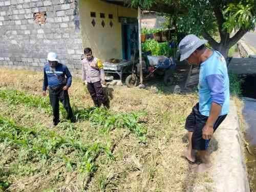 IMG-20260713-WA0120 Polsubsektor Kanigaran Sambangi Kelompok Tani Dewi Sri, Pastikan Tanaman Jagung Tumbuh Optimal