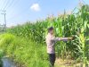 IMG-20260713-WA0131 Bhabinkamtibmas Polsek Sumbersuko Dampingi Petani Jagung di Desa Mojosari