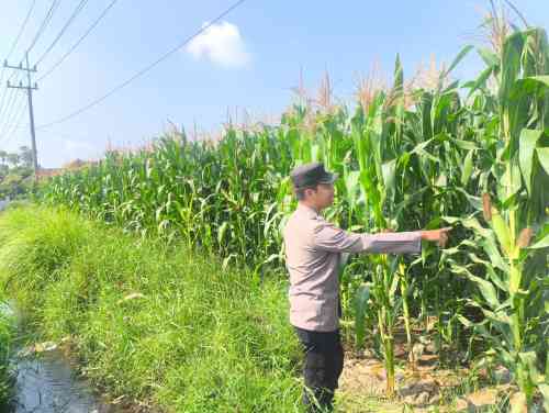 IMG-20260713-WA0131 Bhabinkamtibmas Polsek Sumbersuko Dampingi Petani Jagung di Desa Mojosari