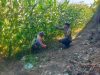 Polisi RW Polsek Kunir Turun ke Lahan Jagung Warga, Perkuat Ketahanan Pangan Nasional