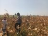 Polsek Wonoasih Bangun Komunikasi dengan Petani, Dukung Program Ketahanan Pangan RI