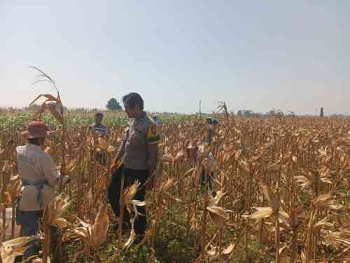 Polsek Wonoasih Bangun Komunikasi dengan Petani, Dukung Program Ketahanan Pangan RI