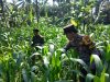 IMG-20260715-WA0270 Bhabinkamtibmas Ranuyoso Aktif Dampingi Petani, Wujud Dukungan Swasembada Pangan