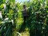IMG-20260723-WA0089 Polisi Sambangi Petani Jagung di Kanigaran, Pastikan Tanaman Tumbuh Optimal
