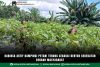foto website - 2026-07-13T120044.398 Babinsa Aktif Dampingi Petani Terong Sebagai Bentuk Kedekatan Dengan Masyarakat