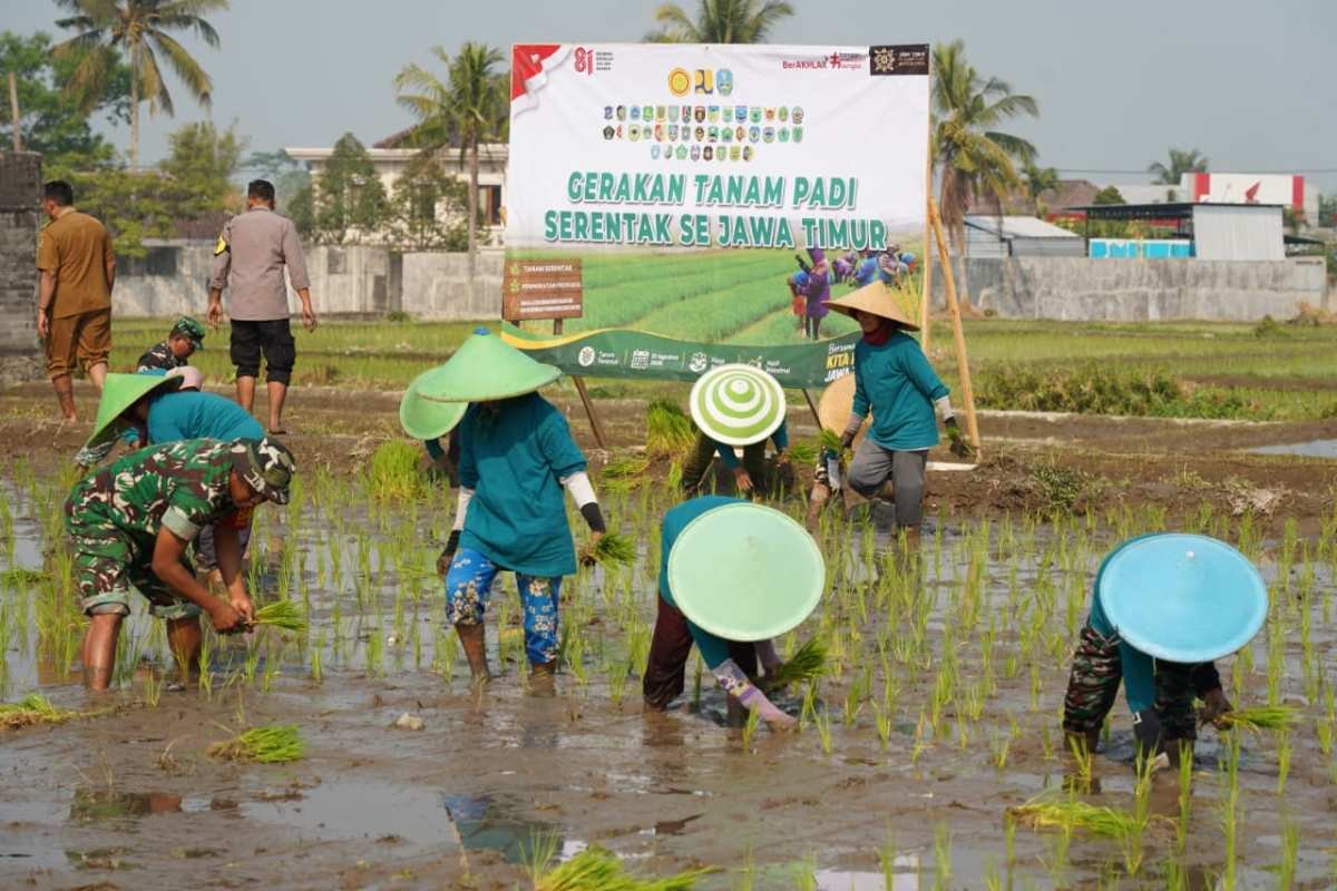 01 Dukung Swasembada Pangan, Koramil 12/Wlingi dan Poktan Abadi Gelar Tanam Padi Serentak Merdeka