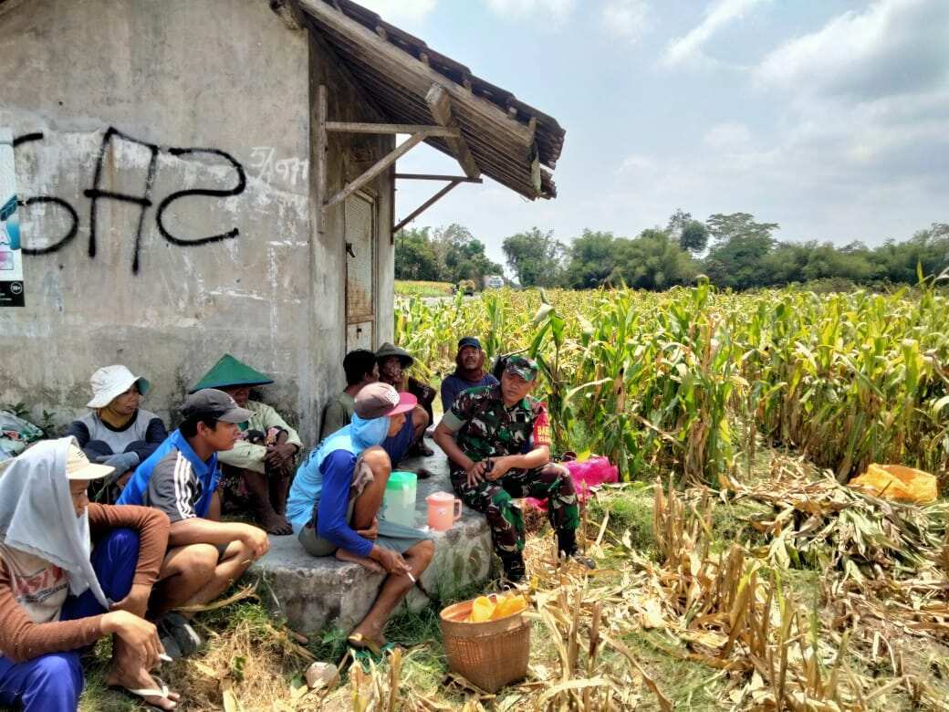 Wujud Nyata Dukungan Hanpangan, Babinsa Kanigoro Turun Ke Sawah Bantu Petani Panen Jagung