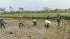 Dukung Ketahanan Pangan, Serka Abdul Salam Turun ke Sawah Bantu Petani Tanam Padi Di Ngadirenggo