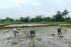 Dukung Ketahanan Pangan, Babinsa Koramil Doko Dampingi Petani Tanam Padi di Desa Plumbagan