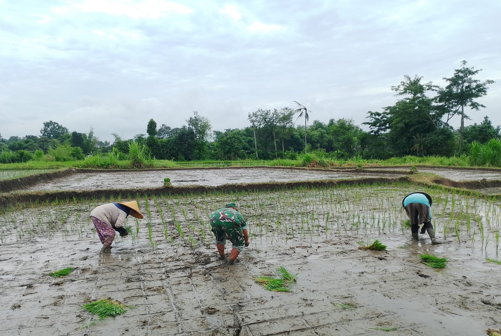 05 Dukung Ketahanan Pangan, Babinsa Koramil Doko Dampingi Petani Tanam Padi di Desa Plumbagan