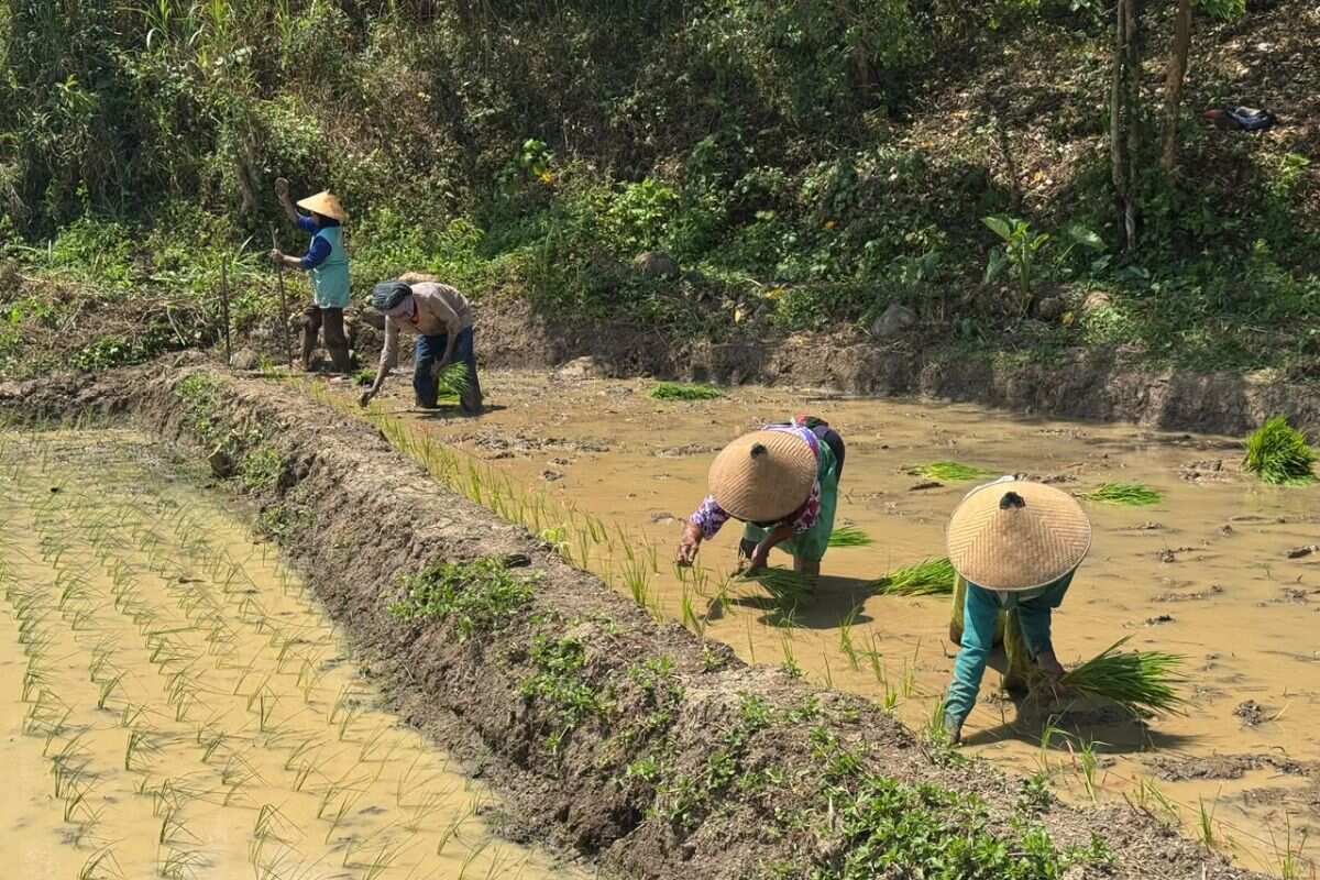 Undip kembangkan sawah modern ramah lingkungan