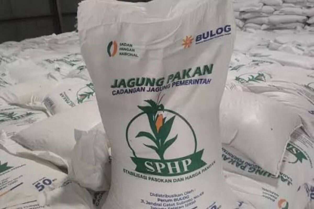 Kementan kawal SPHP jagung untuk peternak, tersalur 127 ribu ton