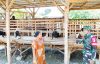 IMG-20260807-WA0061 TMMD 129 Bojonegoro: Babinsa Kesongo 'Sentuh Hati' Peternak Kambing