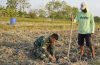 Menabur Bibit, Memupuk Kemanunggalan: Aksi Serda Rizky Turun Sawah di TMMD 129 Bojonegoro