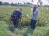 IMG-20260822-WA0031 Koramil Tegalsiwalan dan Petani Bersinergi Jaga Produktivitas Tanaman Padi