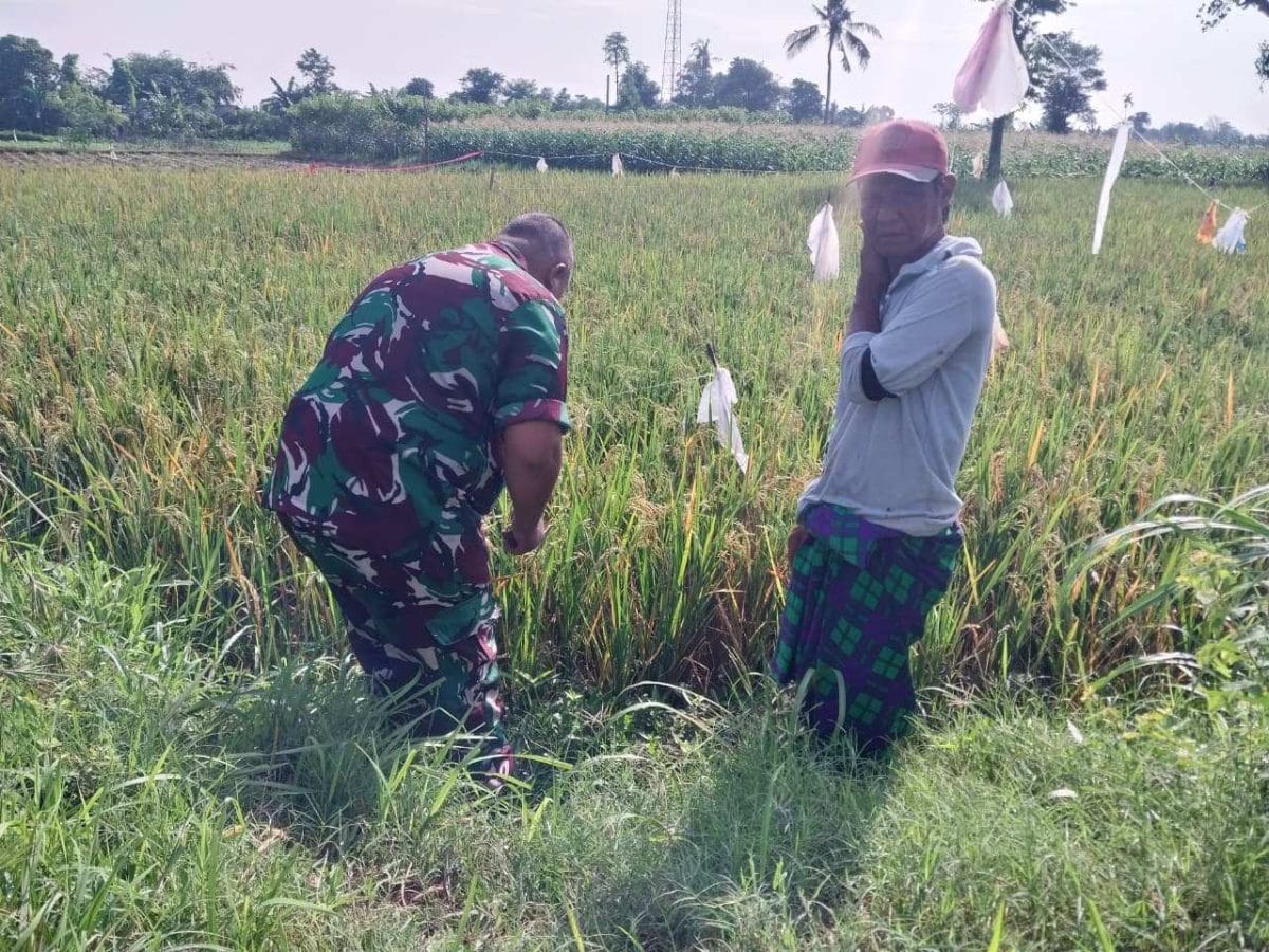 Koramil Tegalsiwalan dan Petani Bersinergi Jaga Produktivitas Tanaman Padi
