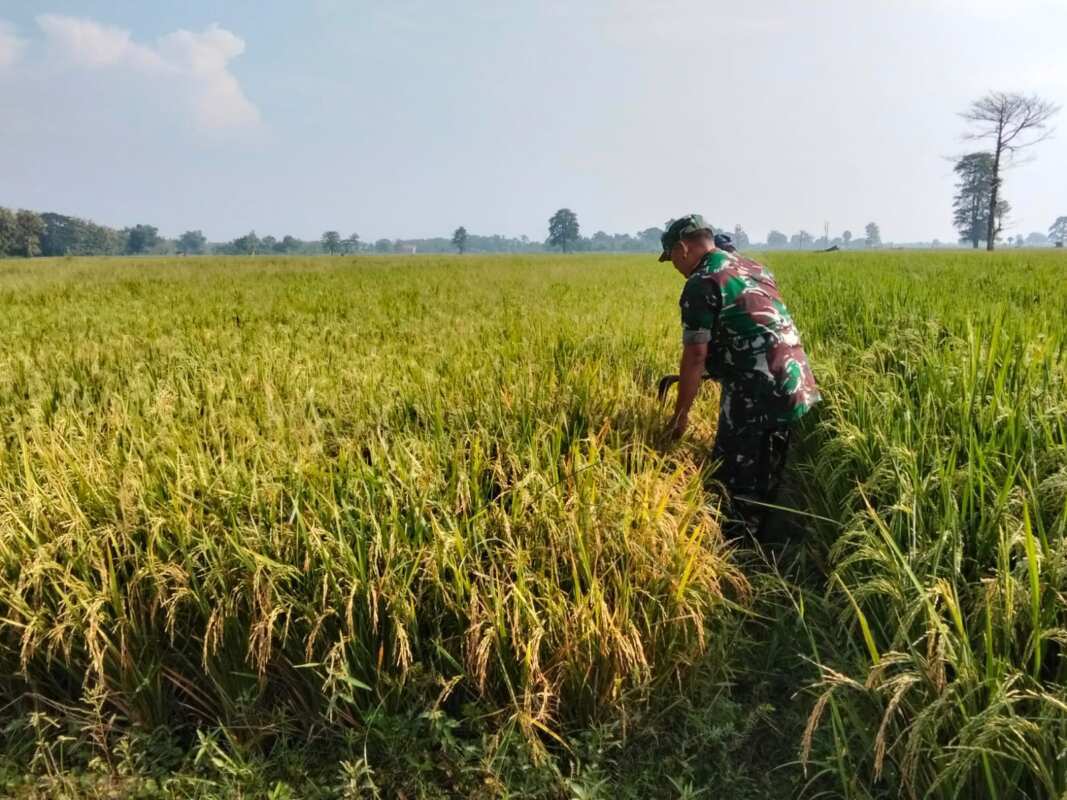 IMG-20260827-WA0030 Koramil Tongas Laksanakan Pendampingan Dan Pengawasan Ketahanan Pangan Dalam Proses Perawatan Tanaman Padi