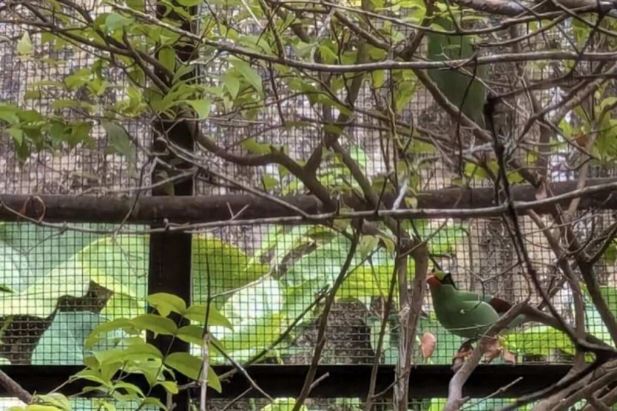 Walhi Jabar ingatkan potensi kepunahan Burung Ekek Keling Sunda Walhi Jabar ingatkan potensi kepunahan Burung Ekek Keling Sunda