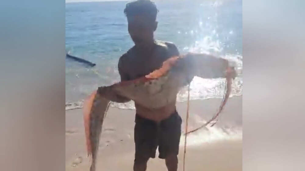 Penemuan Oarfish di Lombok Timur: Mitologi atau Fakta?