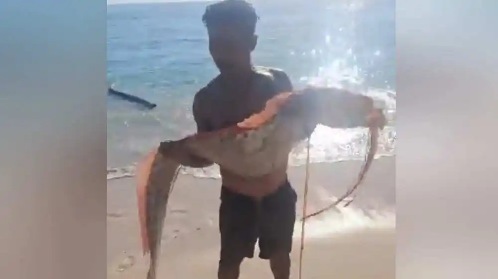 Penemuan Oarfish di Lombok Timur: Mitologi atau Fakta?