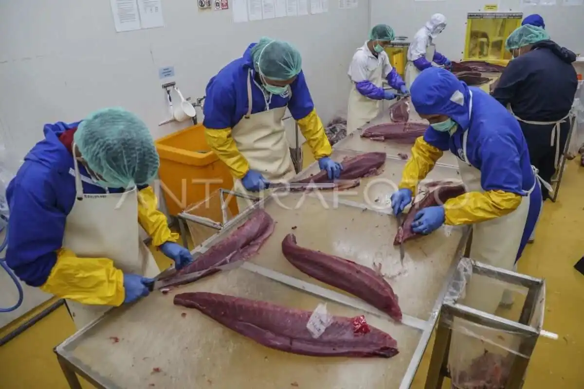 KKP tingkatkan kompetensi pekerja untuk jaga mutu ikan tuna KKP tingkatkan kompetensi pekerja untuk jaga mutu ikan tuna