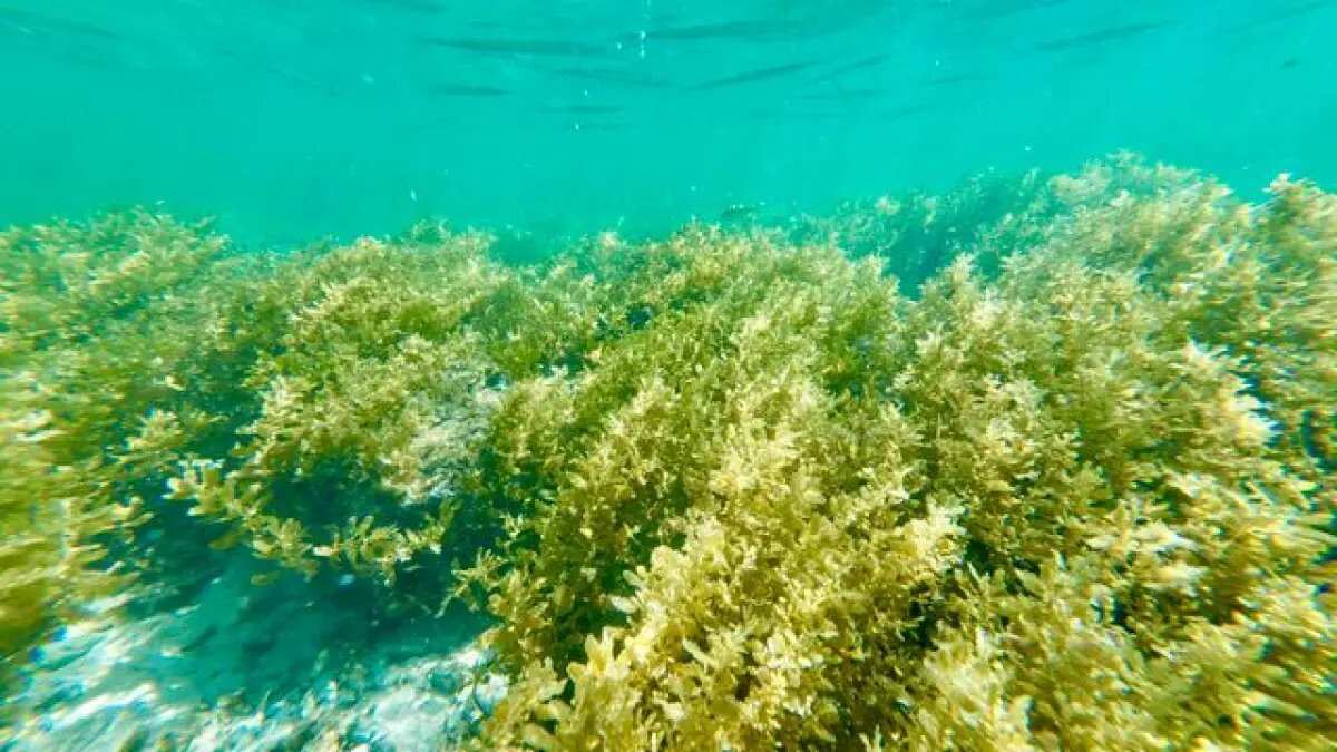 Manfaat Rumput Laut untuk Kesehatan dan Diet
