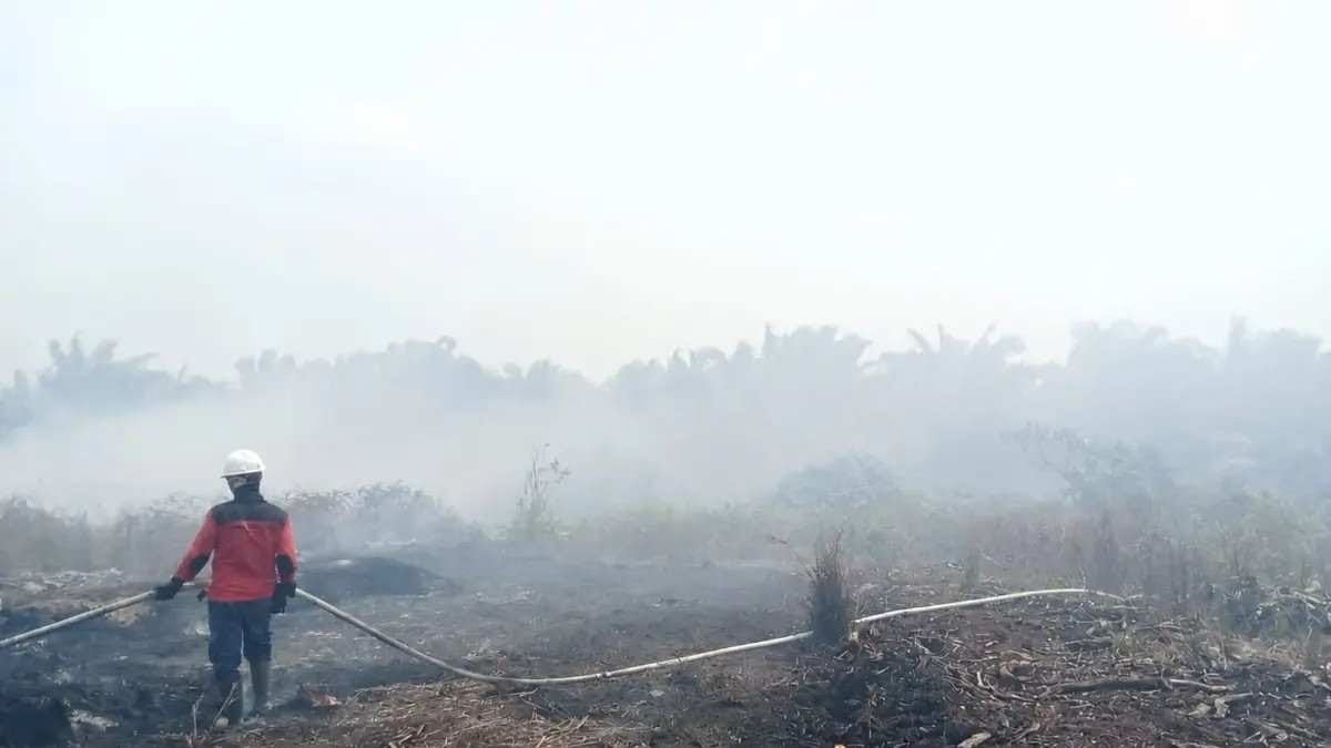 Tepung Ubi dan Karhutla Kalimantan: Solusi yang Perlu Dipahami