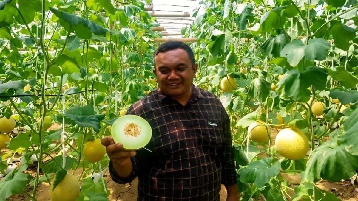 Keberhasilan Melon Blitar di Pasar Singapura