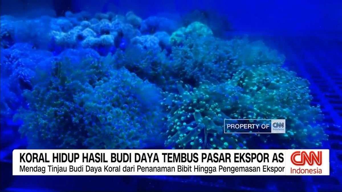 Ekspor Koral Hidup dari Banyuwangi ke Pasar Internasional Ekspor Koral Hidup dari Banyuwangi ke Pasar Internasional