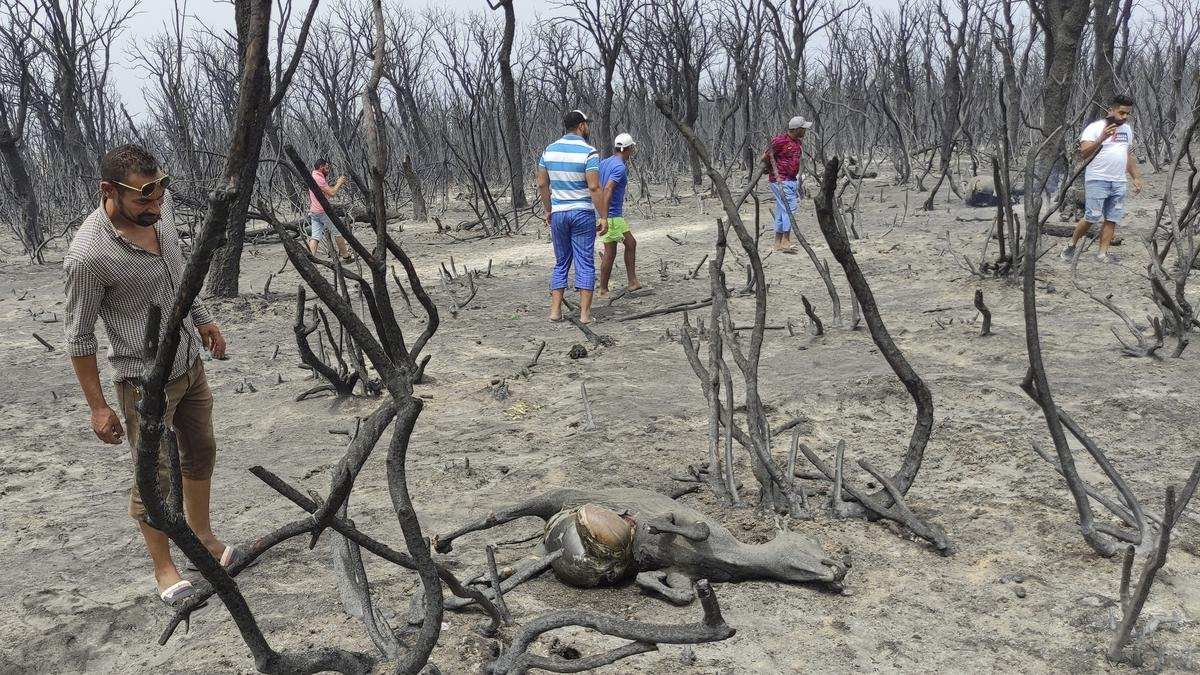 Tindakan Tegas Terhadap Pelaku Pembakaran Hutan di Aljazair Tindakan Tegas Terhadap Pelaku Pembakaran Hutan di Aljazair