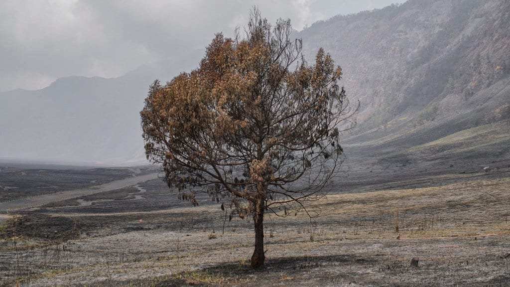 Dampak Kebakaran Hutan dan Penutupan Taman Nasional di Indonesia