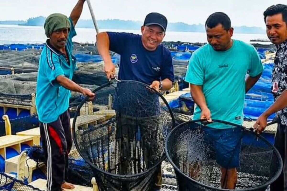 Pemkab dorong pengembangan budi daya ikan kerapu di Kepulauan Seribu Pemkab dorong pengembangan budi daya ikan kerapu di Kepulauan Seribu