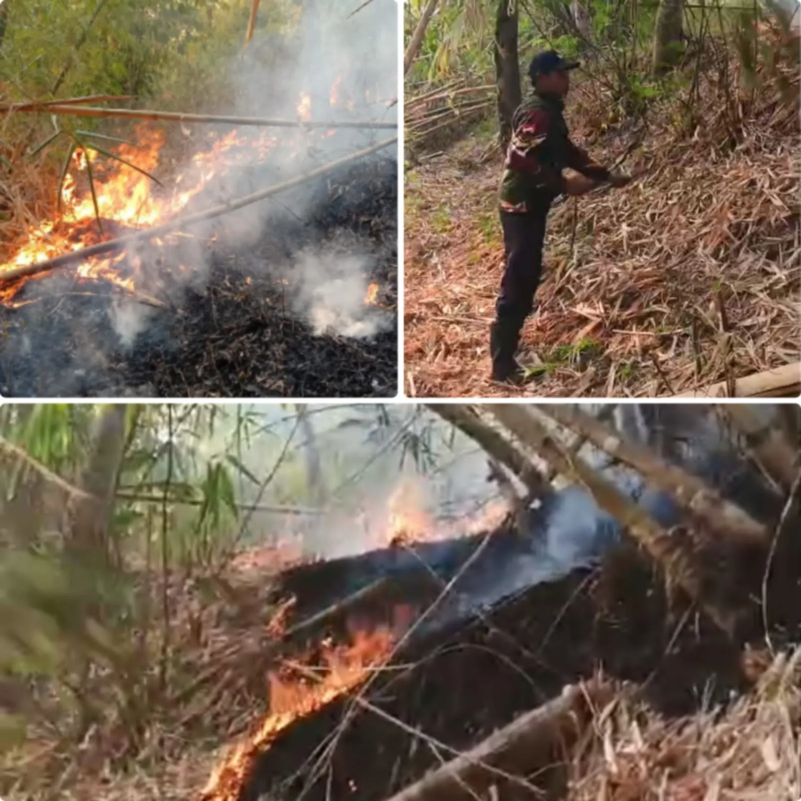 IMG-20260925-WA0000 Dua Hektare Kebun Bambu di Cicalengka Terbakar, Petugas Gabungan dan Warga Cepat Padamkan Api