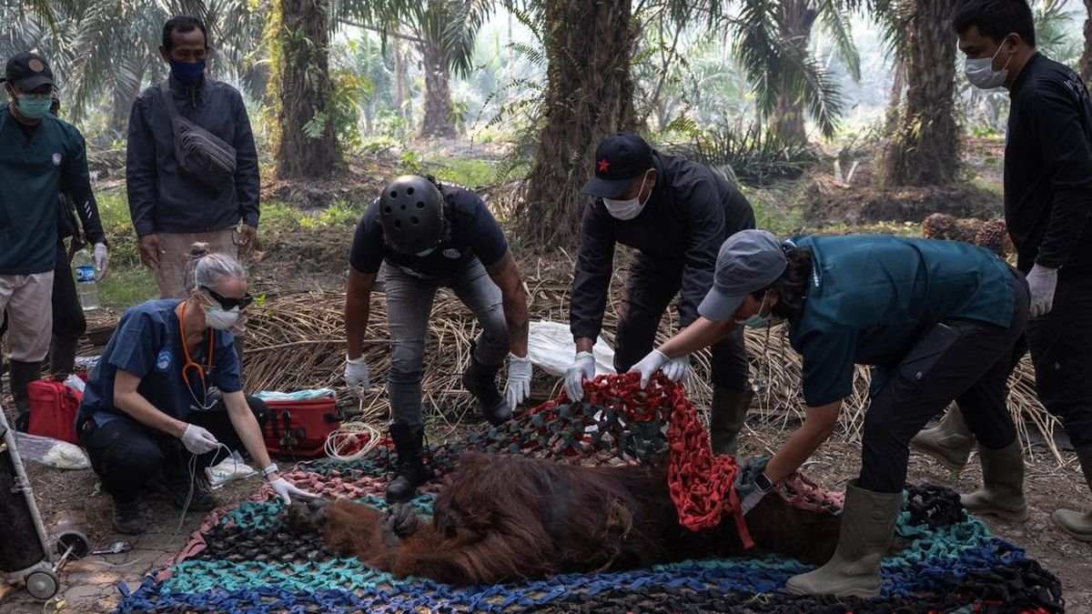 Penyelamatan Orang Utan Sampurna akibat Karhutla di Kalimantan Penyelamatan Orang Utan Sampurna akibat Karhutla di Kalimantan