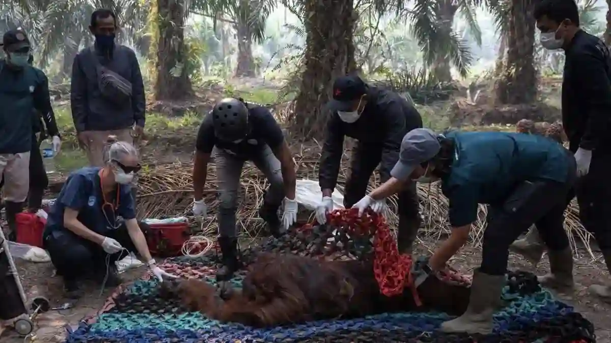 Penyelamatan Orang Utan Sampurna akibat Karhutla di Kalimantan