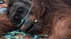 Kondisi Darurat Orangutan Akibat Kebakaran Hutan Kondisi Darurat Orangutan Akibat Kebakaran Hutan