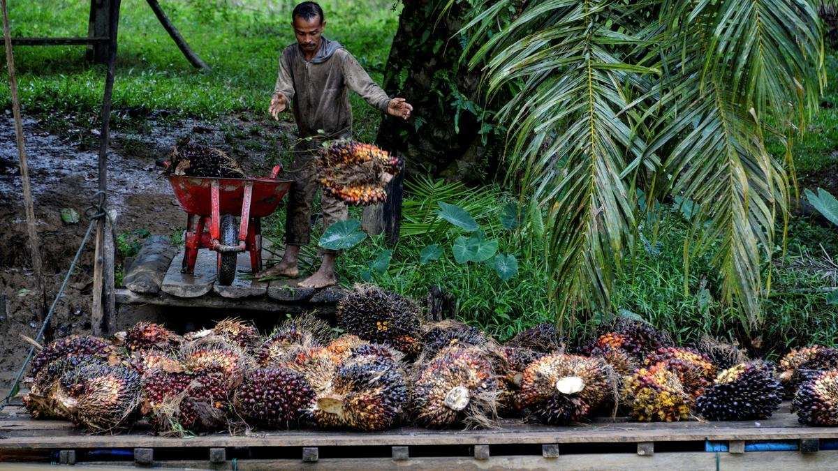 Mempercepat Program Perkebunan Rakyat di Indonesia