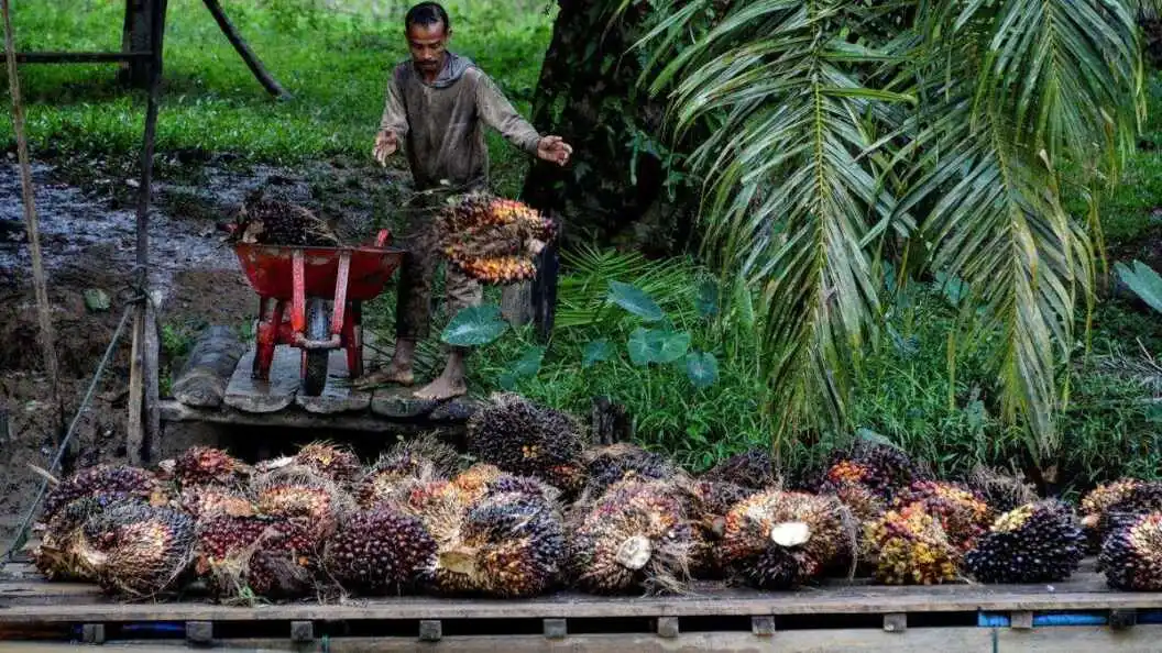 Mempercepat Program Perkebunan Rakyat di Indonesia