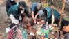 Tragedi Orangutan: Dampak Kebakaran Hutan di Kalimantan Barat