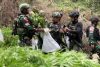 Penemuan Ladang Ganja di Papua: Tindakan TNI Terhadap Narkoba