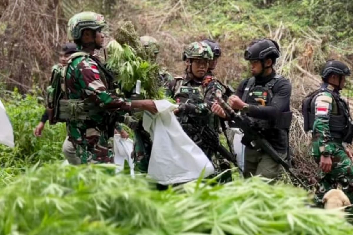 Penemuan Ladang Ganja di Papua: Tindakan TNI Terhadap Narkoba