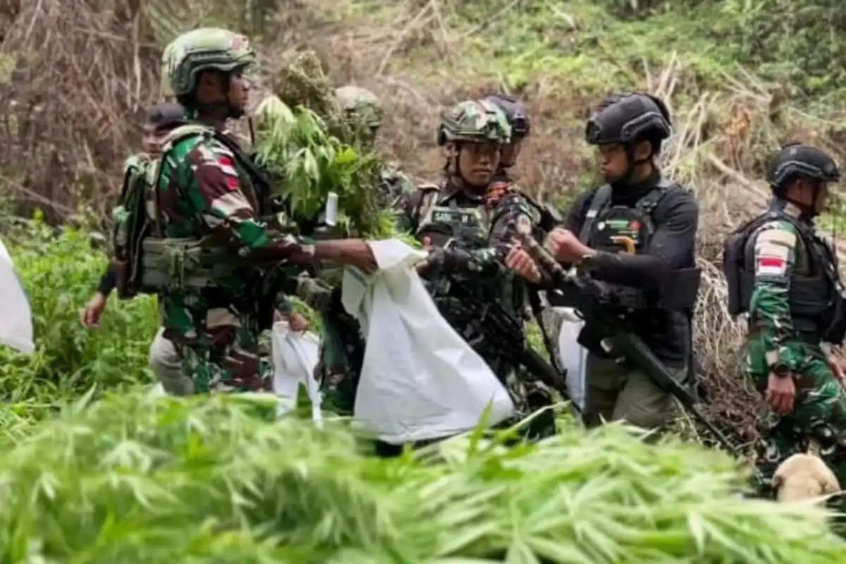 Penemuan Ladang Ganja di Papua: Tindakan TNI Terhadap Narkoba