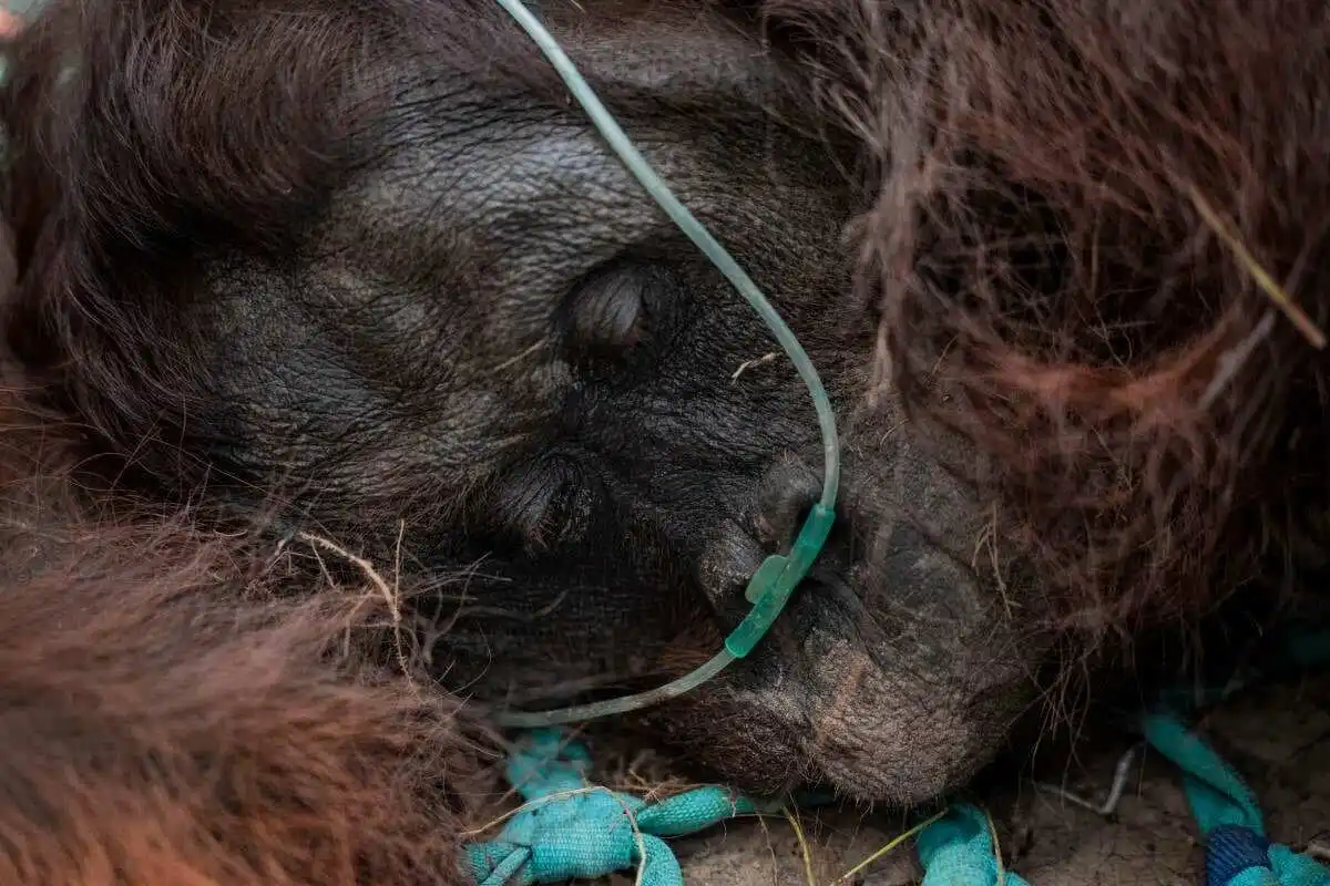 Kematian Orangutan Akibat Asap Kebakaran Hutan Kematian Orangutan Akibat Asap Kebakaran Hutan