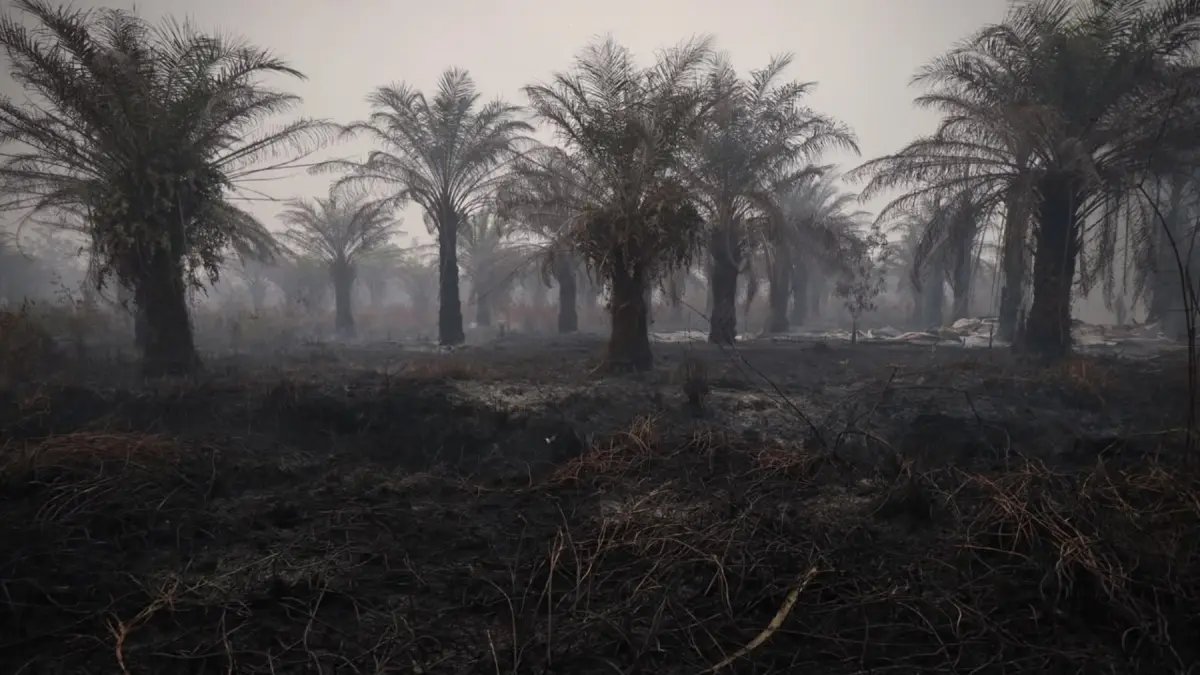 Kondisi Terkini Kebakaran Hutan dan Lahan di Indonesia