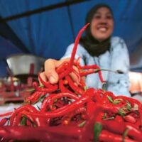 Strategi Kementerian Pertanian untuk Stabilitas Harga Cabai Strategi Kementerian Pertanian untuk Stabilitas Harga Cabai