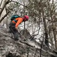 Kebakaran Hutan di Malang dan Blitar: Sebuah Tinjauan Mendalam