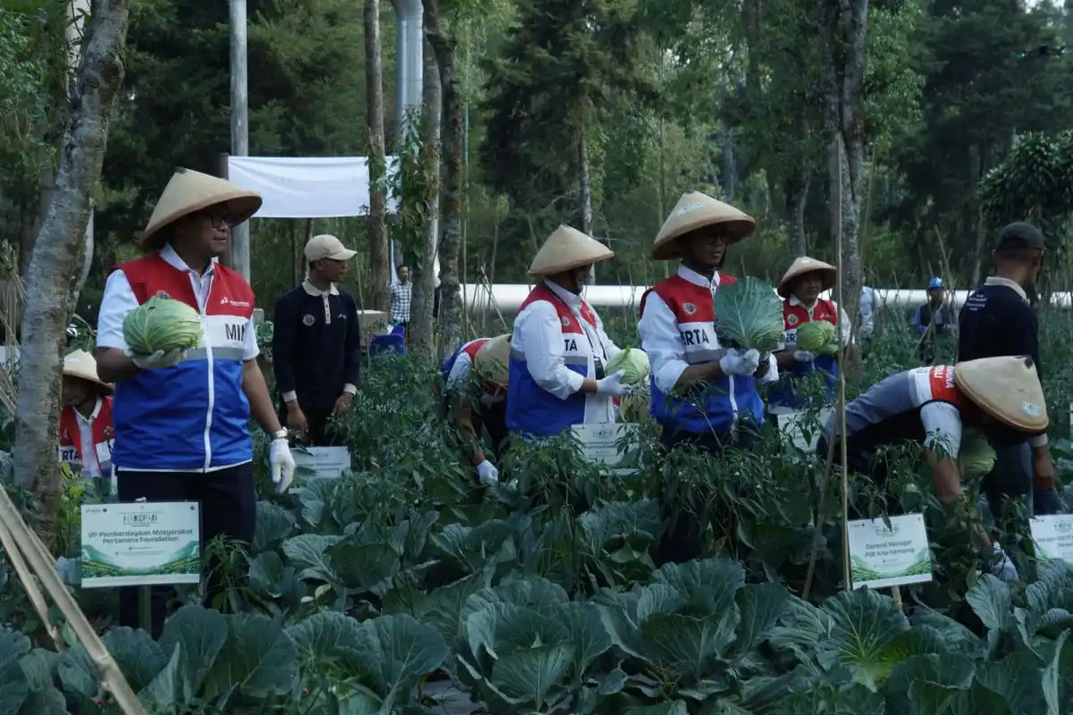 Inovasi Panas Bumi Dorong Produktivitas Kubis Petani Kamojang Inovasi Panas Bumi Dorong Produktivitas Kubis Petani Kamojang